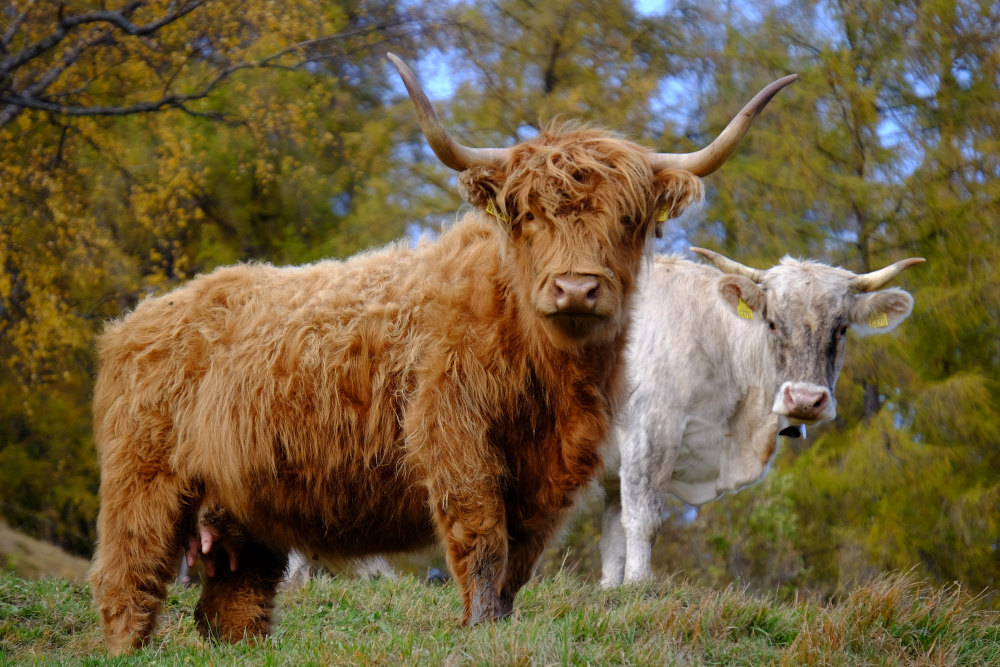Lorna und Lavigna